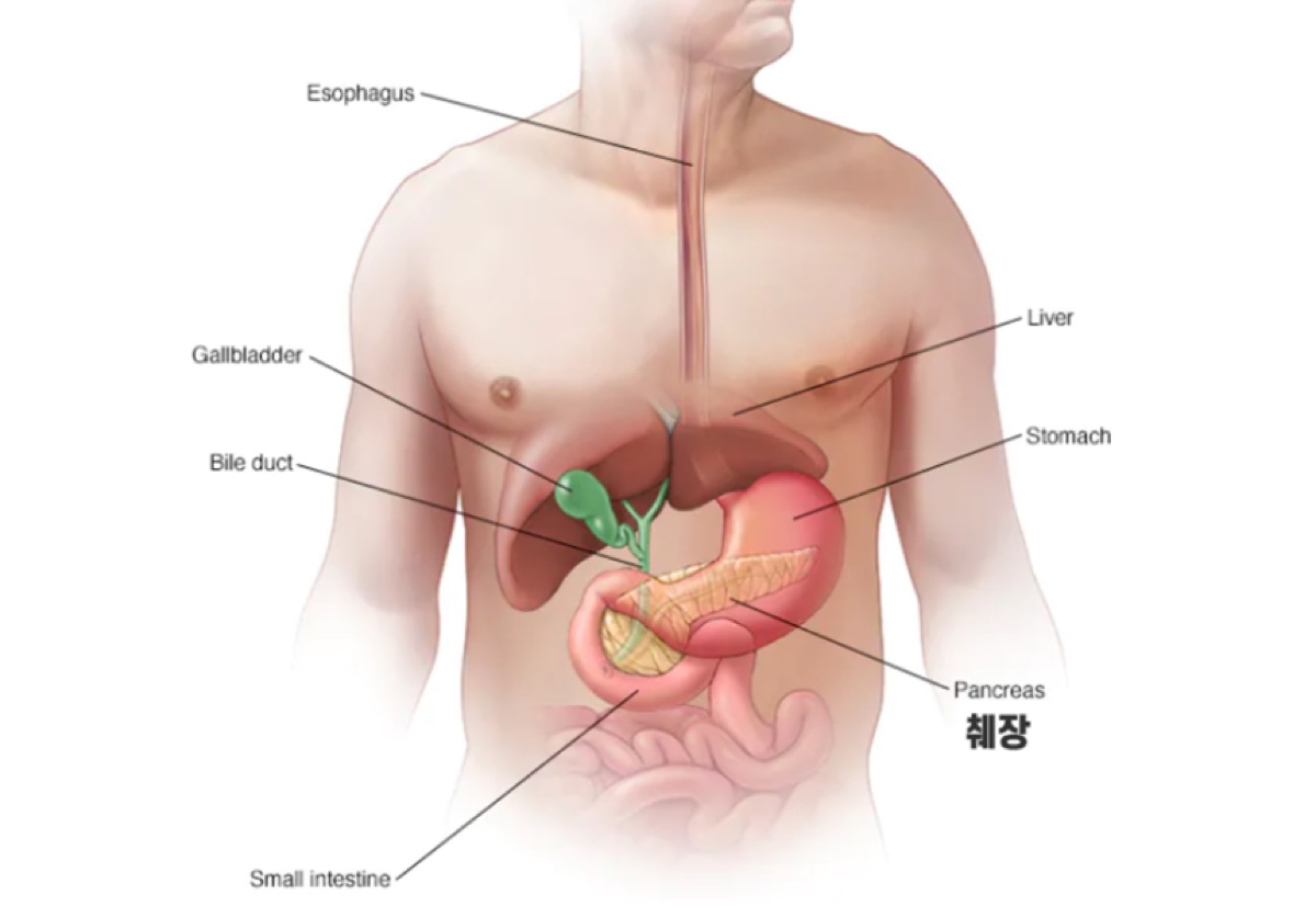 췌장의 위치 (출처 : mayoclinic)